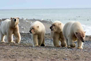 Скільки білих ведмедів залишилося на землі? Скільки білих ведмедів залишилося на землі?